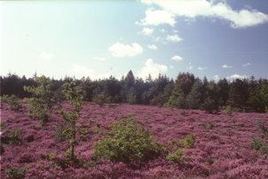 Heide.jpg