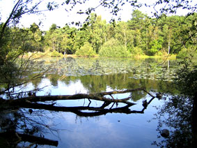 Wernerwald.jpg